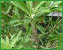 Japanese bayberry/Myricaceae