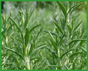 Rosemary/Lamiaceae